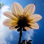 image: translucent flower