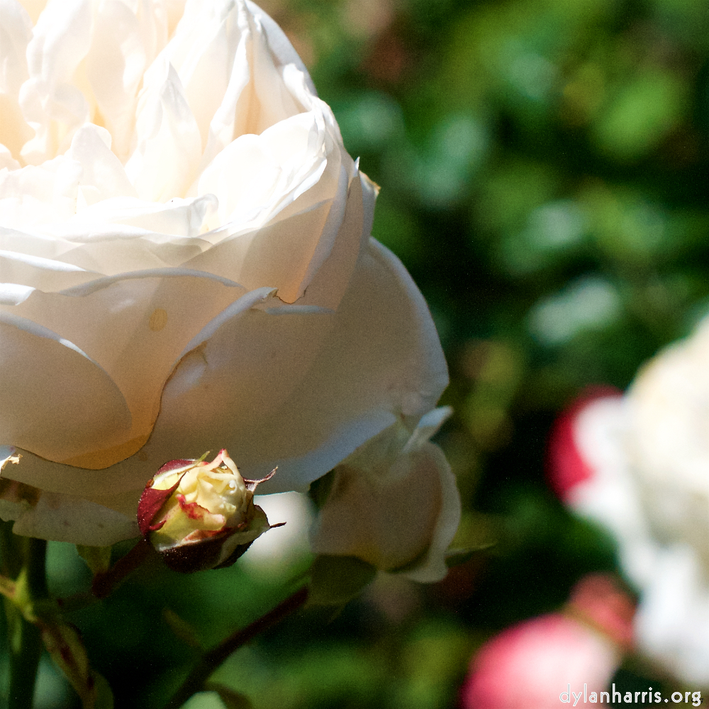 Image 'flower (xvii) 1'.