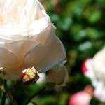 First image from the photoset 'flower (xvii)'.