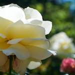 Third image from the photoset 'flower (xvii)'.