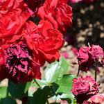 Fourth image from the photoset 'flower (xvii)'.
