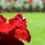 Sixth image from the photoset 'flower (xvii)'.