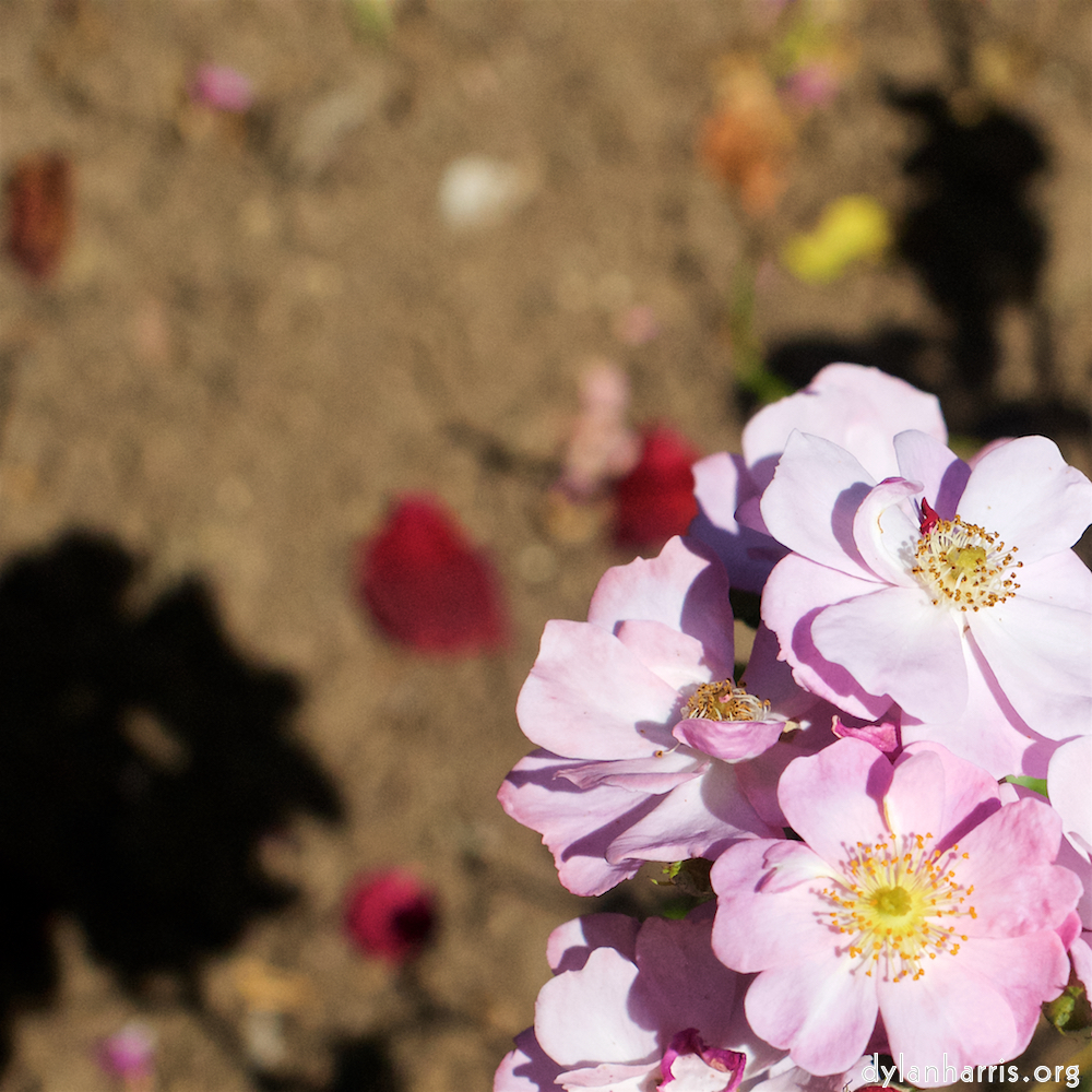 Image 'flower (xviii) 6'.