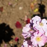 Sixth image from the photoset 'flower (xviii)'.
