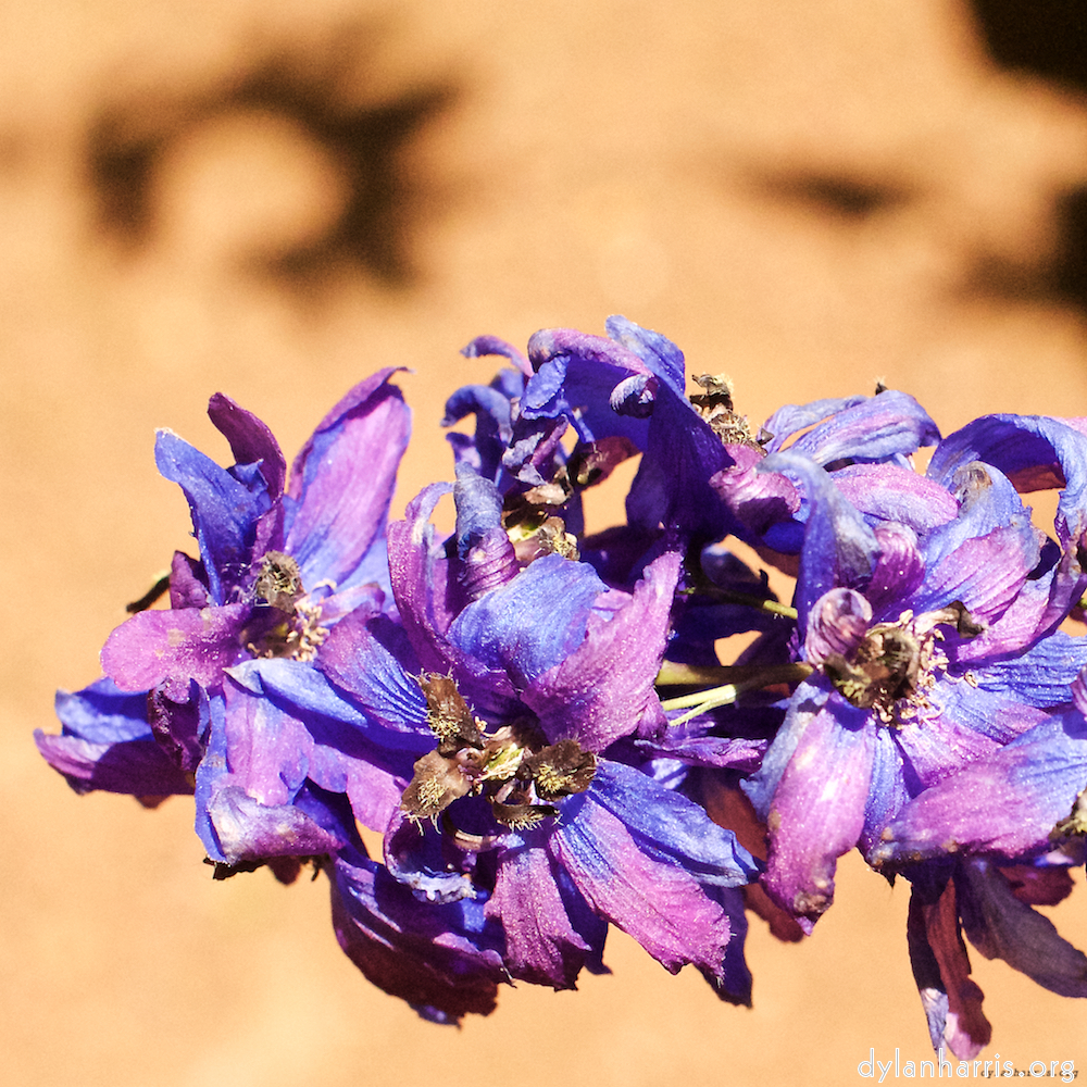 Image 'flower (xix) 1'.