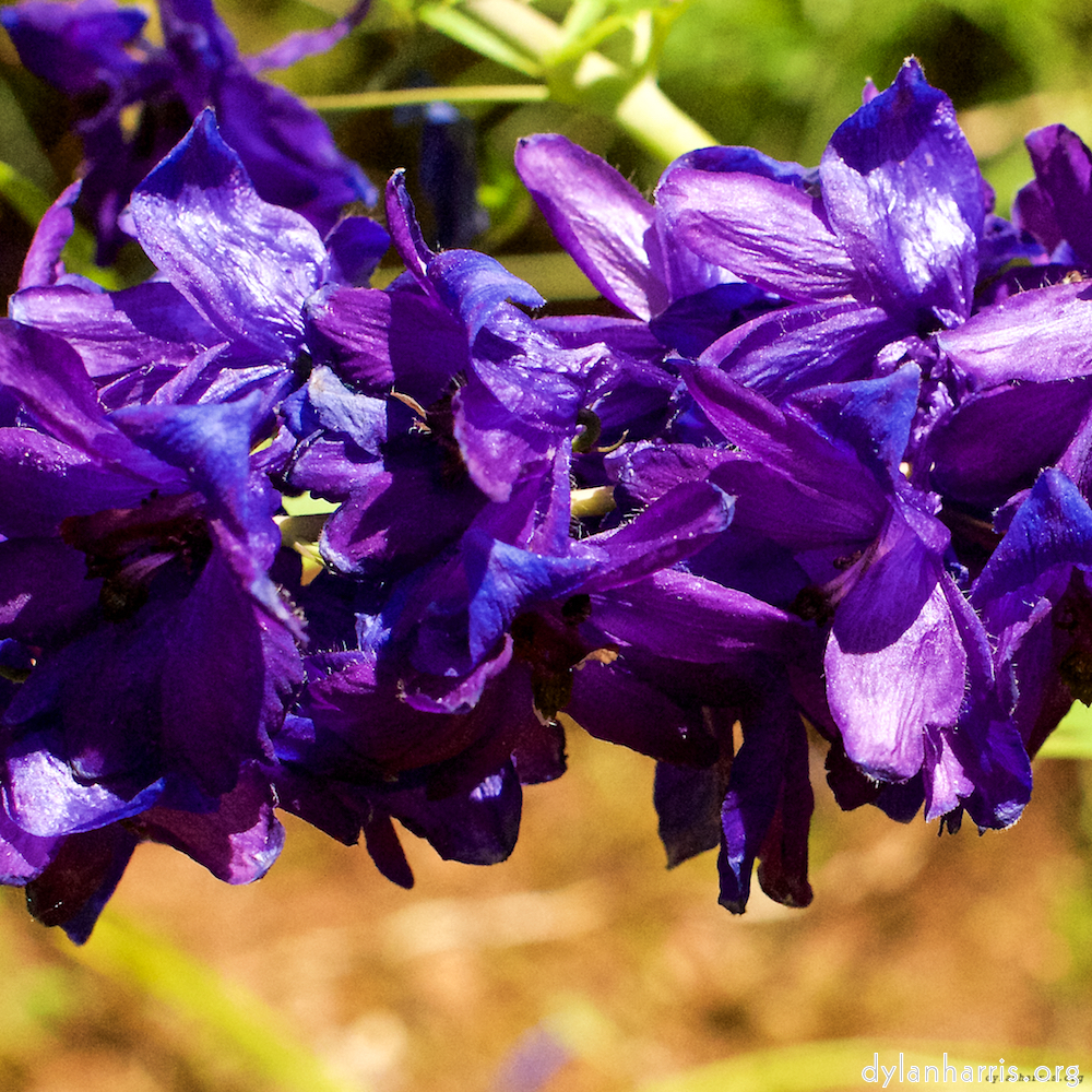 Image 'flower (xix) 3'.