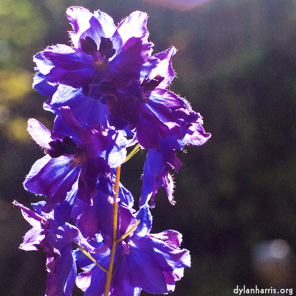 Image 'flower (xix) 4'.