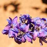 First image from the photoset 'flower (xix)'.