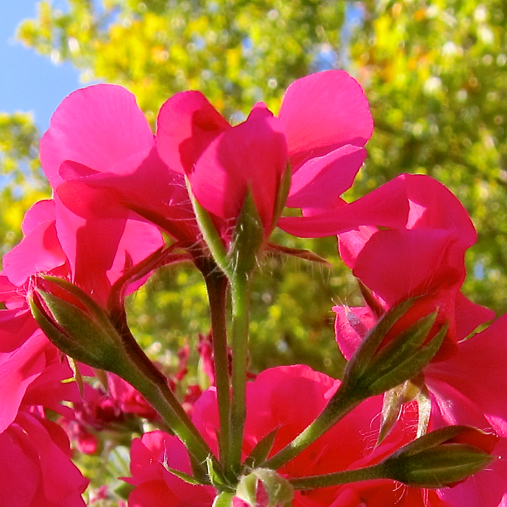 Image: Image 'parc (xxxii) 1'.