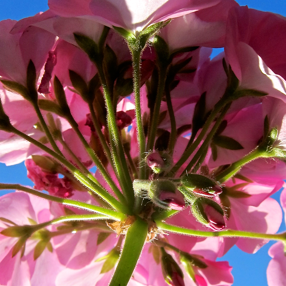 Image: Image 'parc (xxxii) 4'.