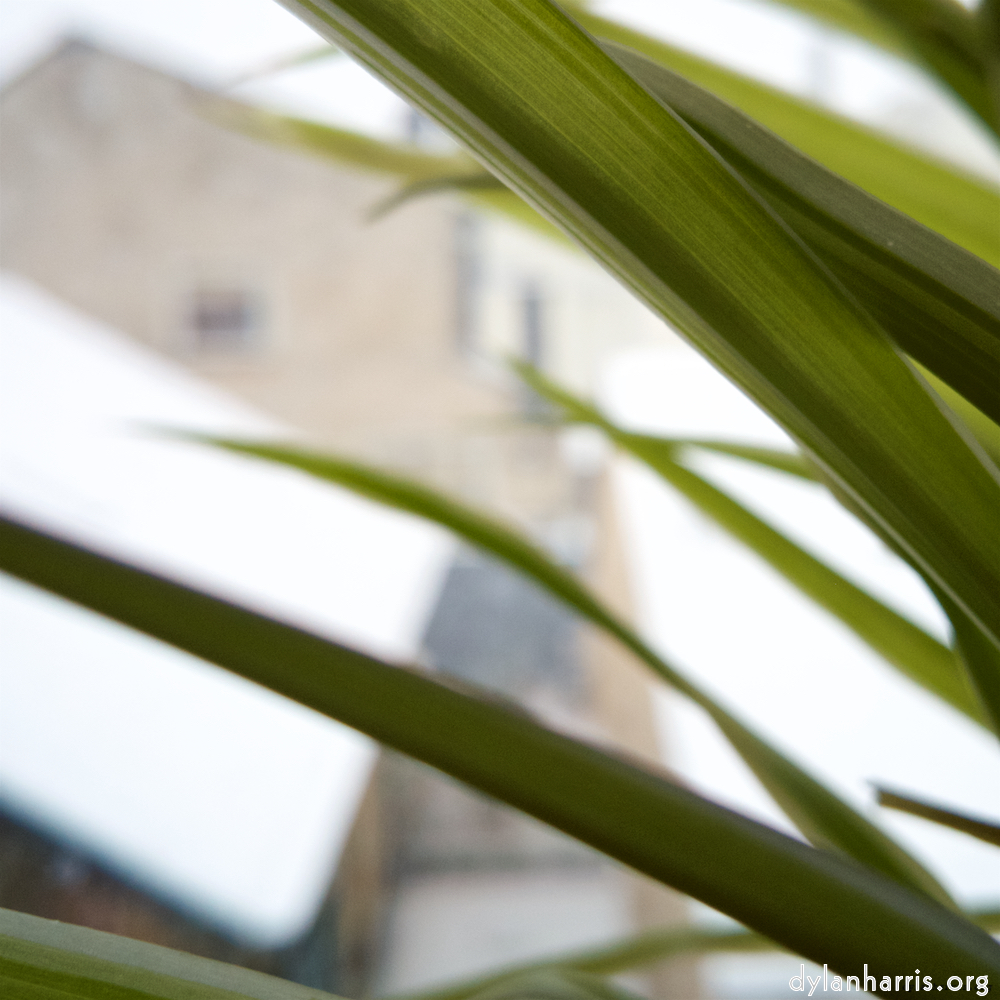 Image: leaves