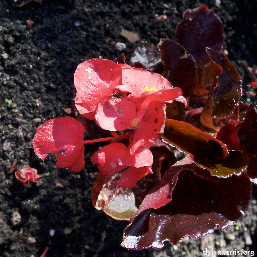 Image 'escher bloemen (lxvii) 3'.