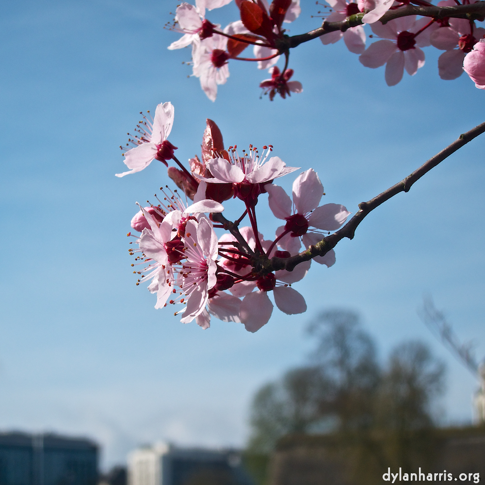 Image: Image 'flower (v) 3'.