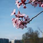 Third image from the photoset 'flower (viii)'.