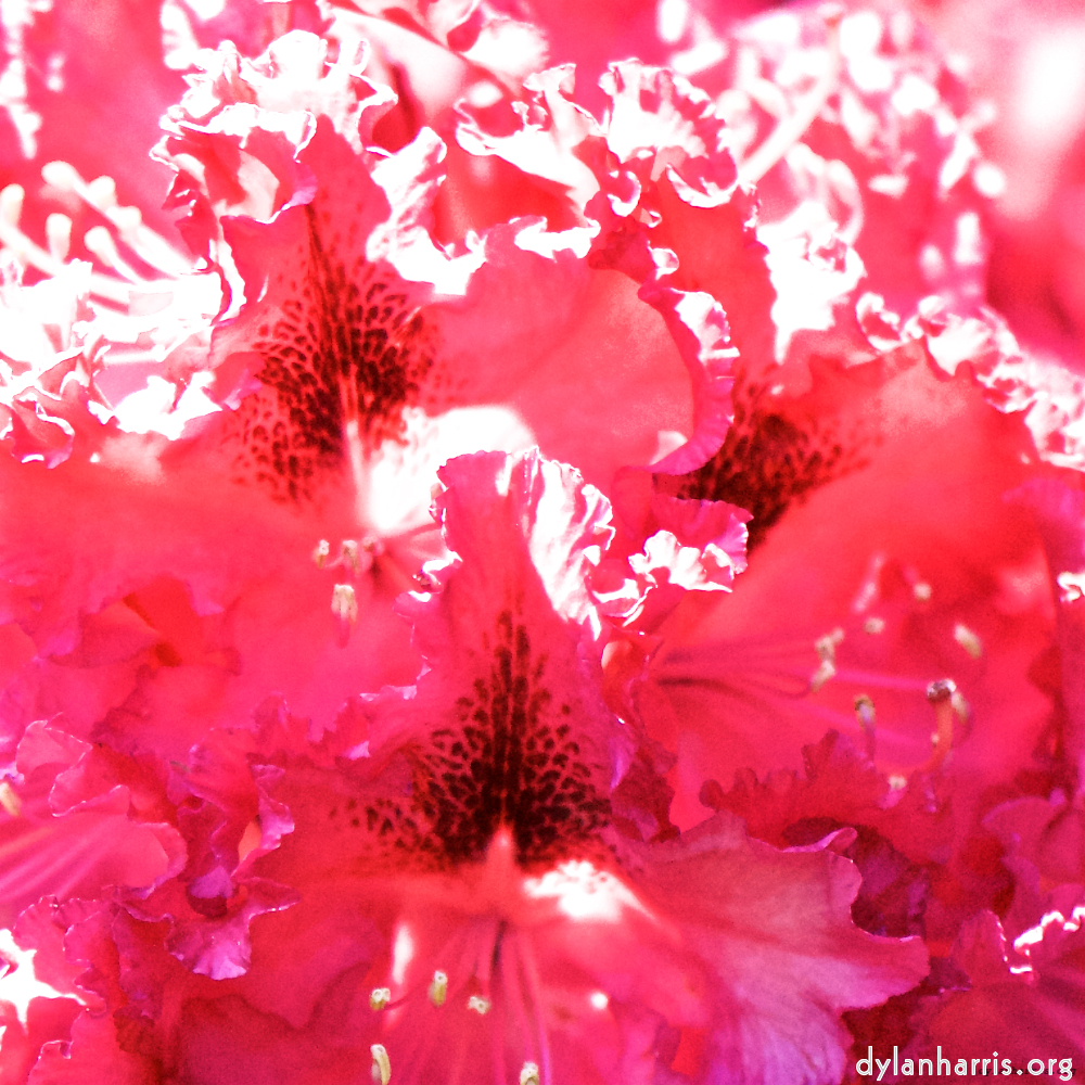 image: This is ‘flowers of esch (xci) 1’.