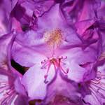 image: bloemen (xci) photoset