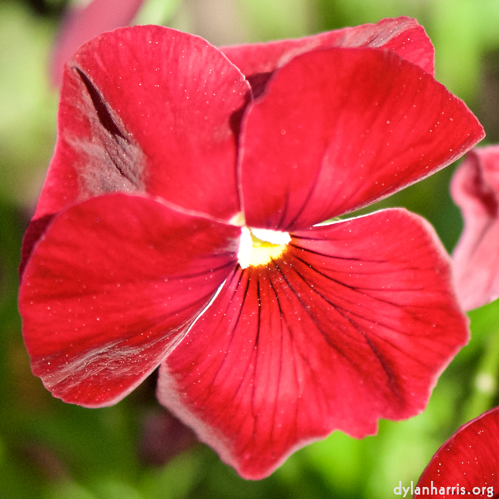image: This is ‘flowers of esch (xcii) 3’.