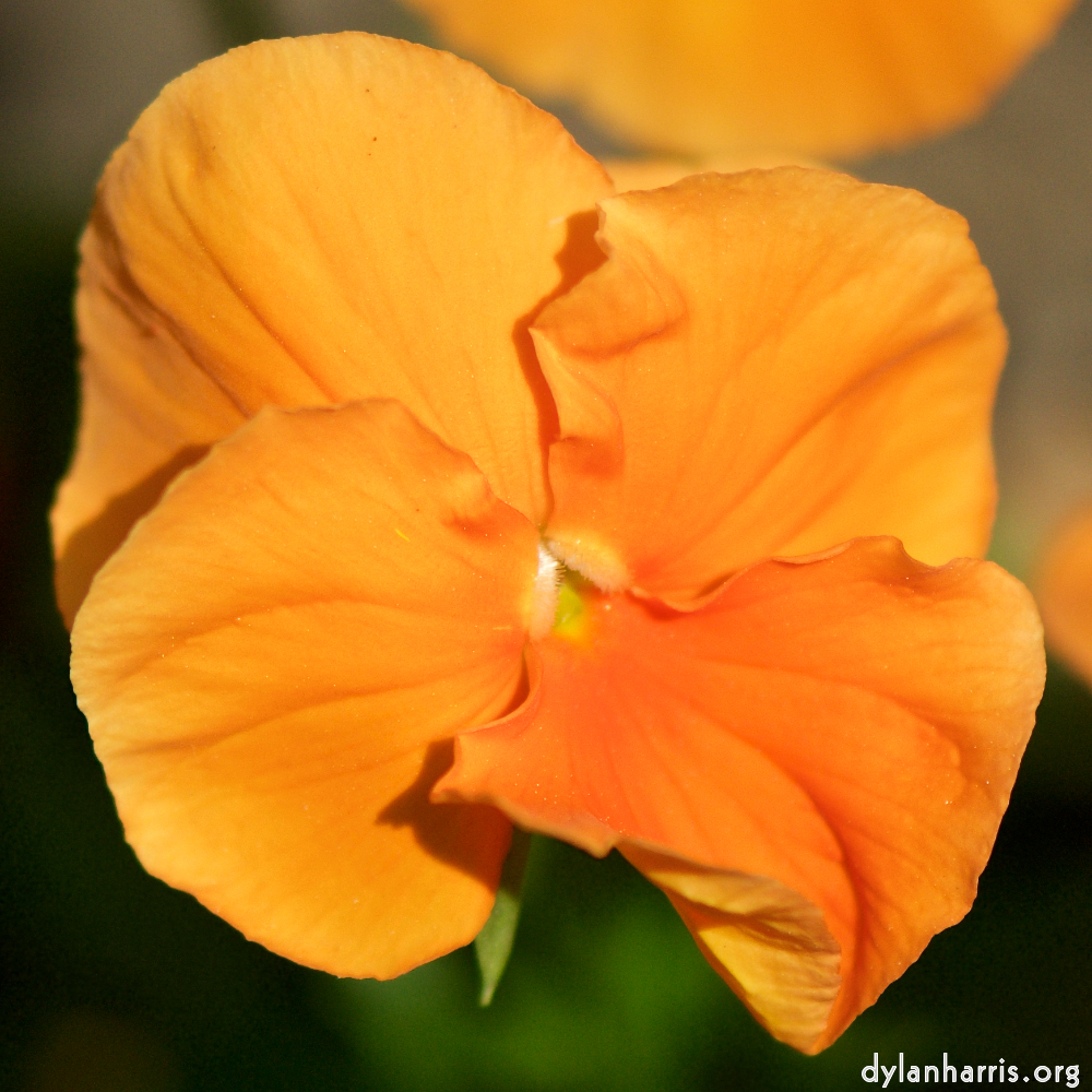 image: This is ‘flowers of esch (xcii) 6’.