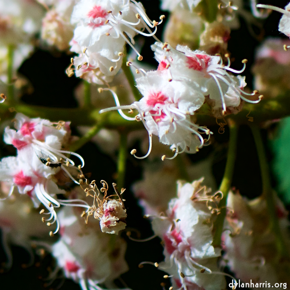 image: This is ‘flowers of esch (xcii) 8’.