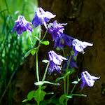 image: Image from the photoset ‘flowers of esch (xcii)’.