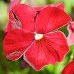 image: Image from the photoset ‘flowers of esch (xcii)’.