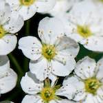 image: Image from the photoset ‘flowers of esch (xcii)’.