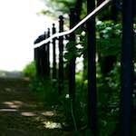 image: Image from the photoset ‘flowers of esch (xcii)’.