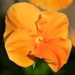 image: Image from the photoset ‘flowers of esch (xcii)’.