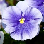 image: Image from the photoset ‘flowers of esch (xcii)’.