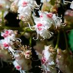 image: Image from the photoset ‘flowers of esch (xcii)’.