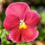 image: Image from the photoset ‘flowers of esch (xcii)’.