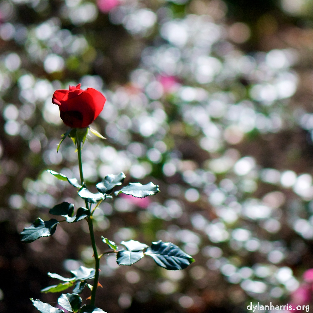 image: a sun–soaked rose