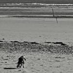 image: 2010 alnmouth photoset