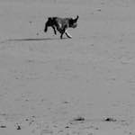 Ninth image from the photoset 'alnmouth (i) (RIP)'.