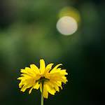 image: flower under bokehlight