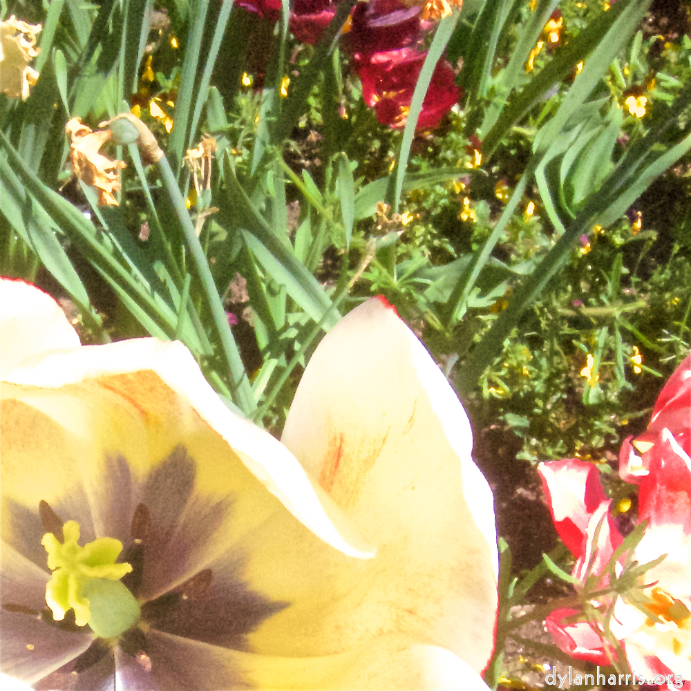Image 'flower (x) 2'.
