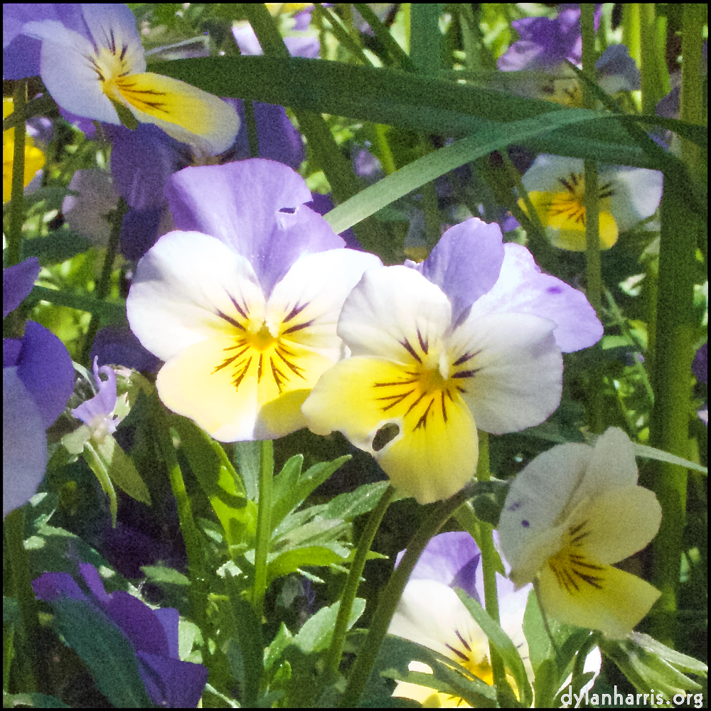 Image 'flower (x) 4'.