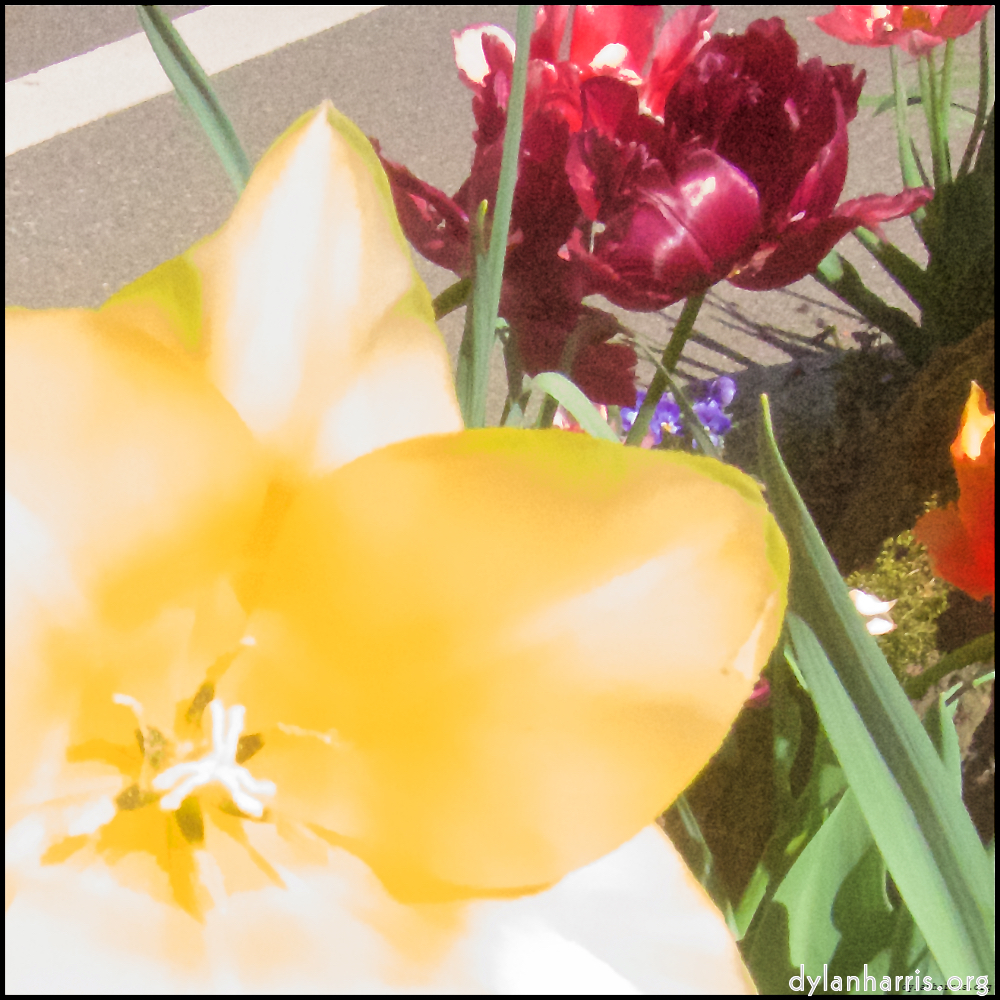Image 'flower (x) 5'.