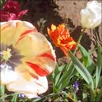 Third image from the photoset 'flower (x)'.
