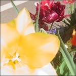 Fifth image from the photoset 'flower (x)'.
