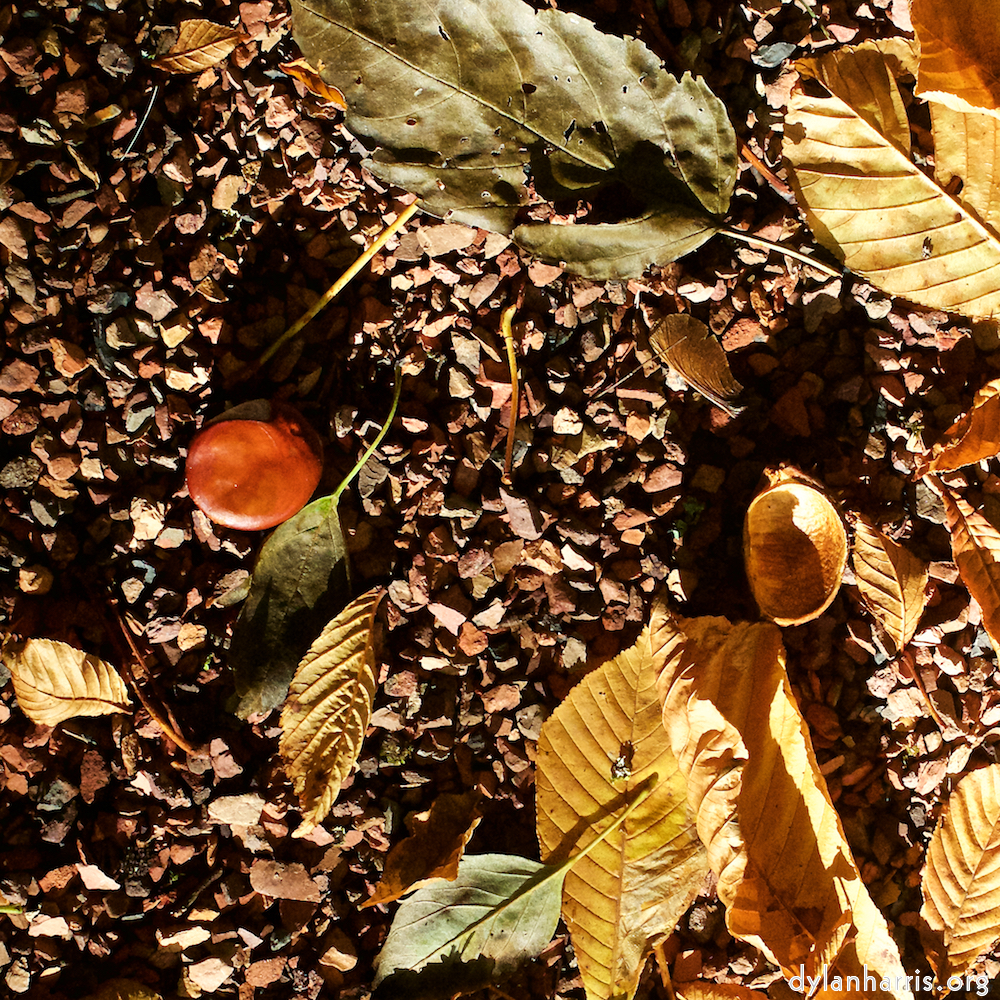 image: This is ‘autumn (iv) 4’.