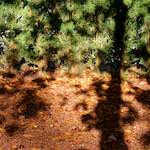 image: Image from the photoset ‘autumn (iv)’.