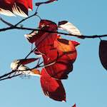 image: Image from the photoset ‘autumn (iv)’.