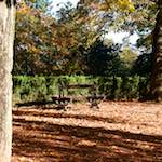 image: Image from the photoset ‘autumn (iv)’.