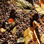 image: Image from the photoset ‘autumn (iv)’.