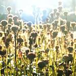 image: Image from the photoset ‘autumn (iv)’.
