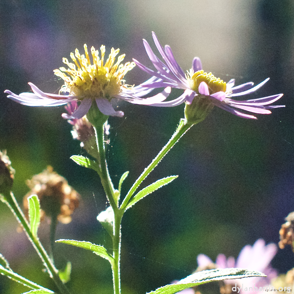 image: flowers