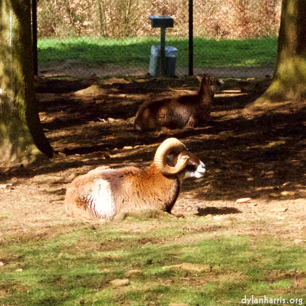 Image: Image 'esch–sur–alzette (ii) 1', at Escher Déierepark, of a male goat with a near–circular horn.