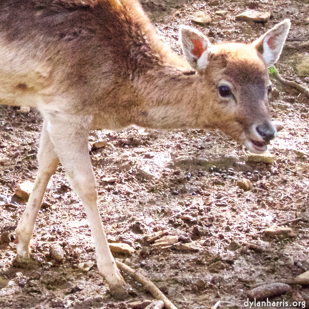 Image: Image 'esch–sur–alzette (ii) 2', at Escher Déierepark, head and torso of a doe.