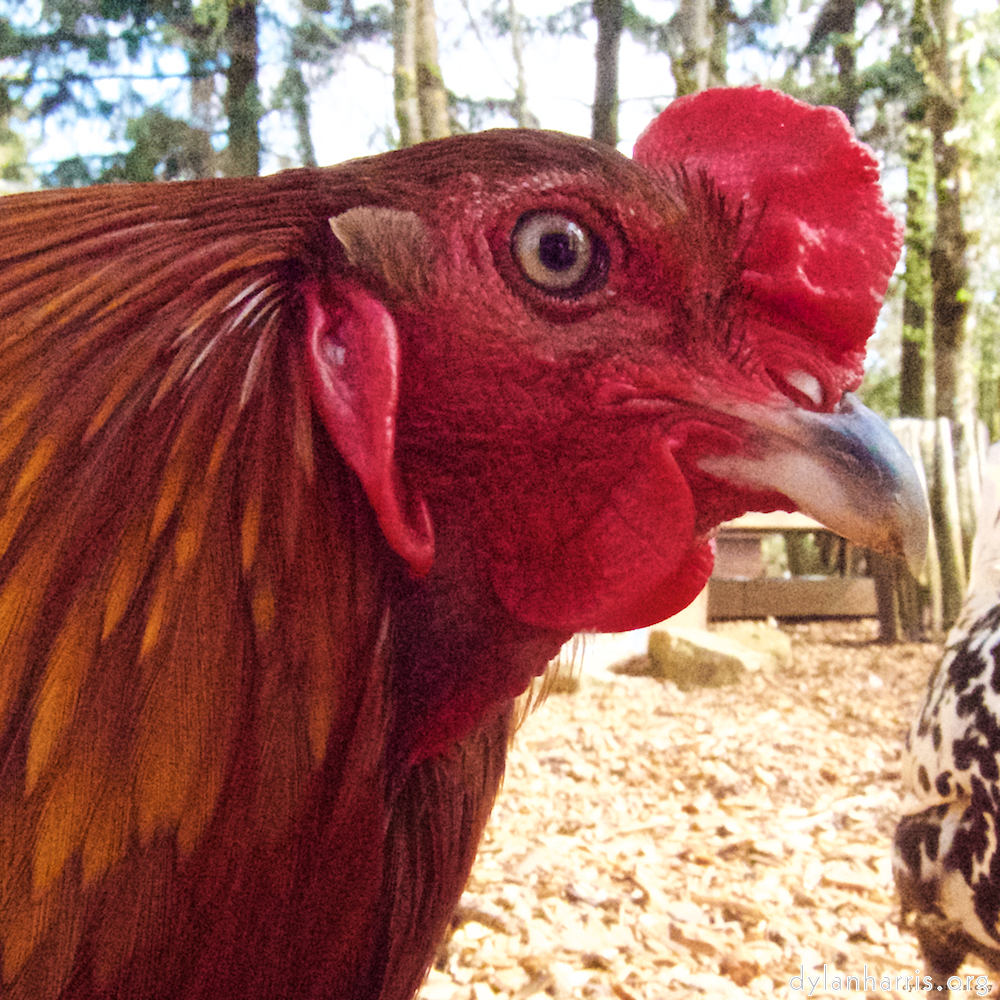 Image: Image 'esch–sur–alzette (ii) 3', at Escher Déierepark, the head and crest of a chicken.